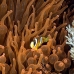 anemonefish_clarks_hr_si_v_0098_kom0603.jpg
